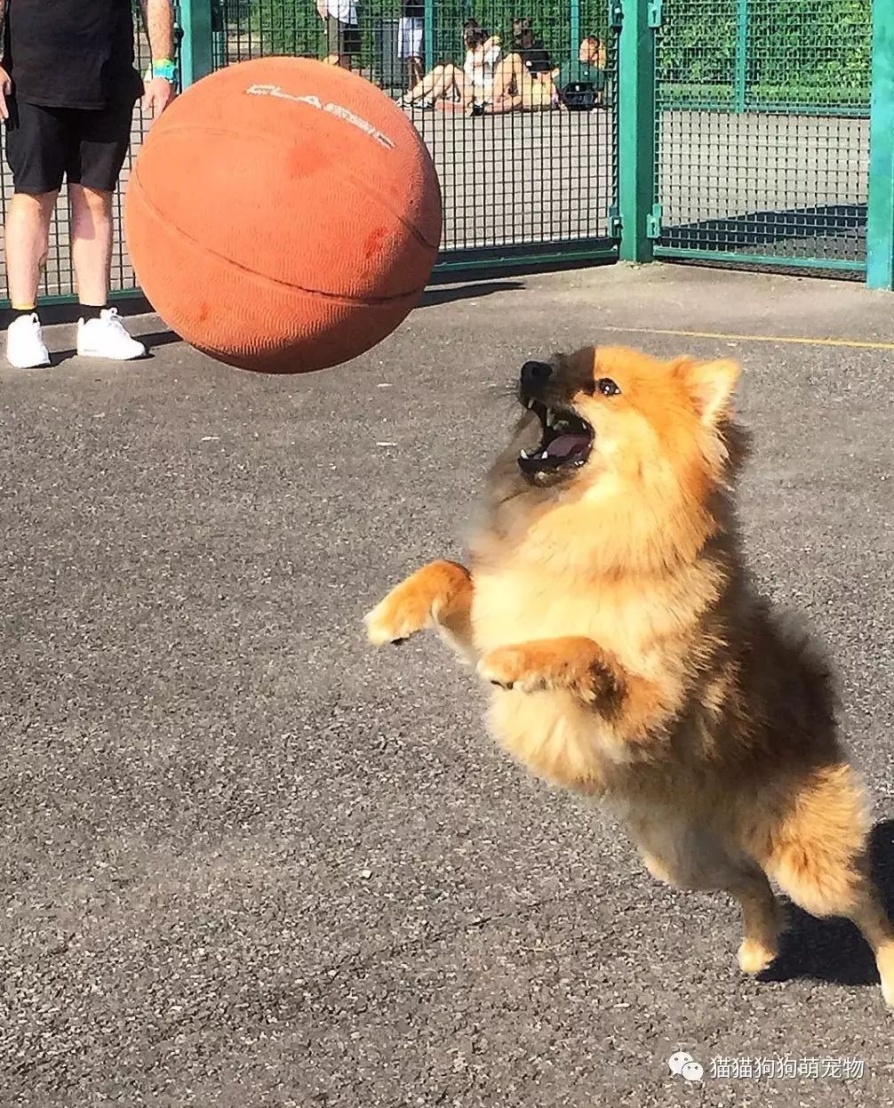给篮球员同学当狗图片