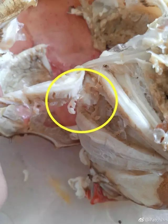 黄圈里大家自己体会吃螃蟹时,吃出了寄生虫茗荷天津网友patchi丶