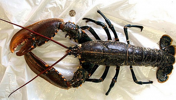 在英国放生龙虾被罚十余万元