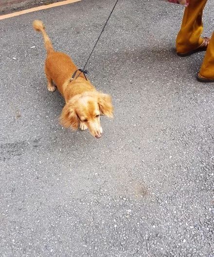 网友路上遇到一婆婆遛狗仔细一看那牵狗绳