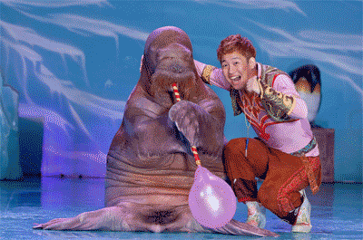 海狮表演动作:挥手,鼓掌,握手,敬礼,倒立,顶球倒立,倒立行走,顶球倒立