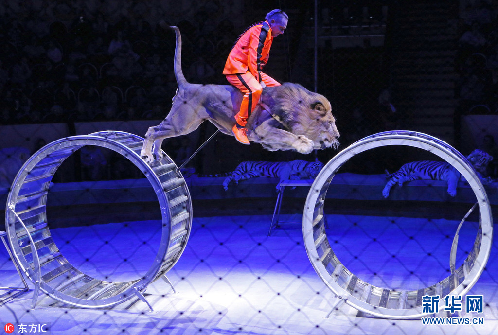 俄罗斯马戏团表演彩排老虎排排坐温顺又逗乐组图