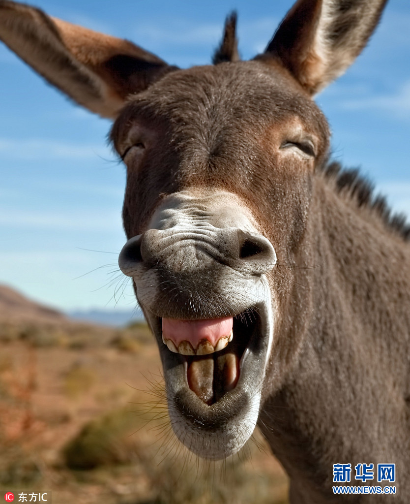 洲猩猩母子,有笑眼弯弯眯成一条线的小毛驴,有对镜头吐舌搞怪的变色龙