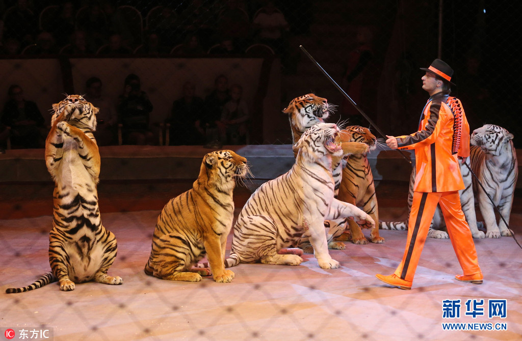 当地时间2017年9月22日,俄罗斯圣彼得堡,zapashny brothers马戏团为新