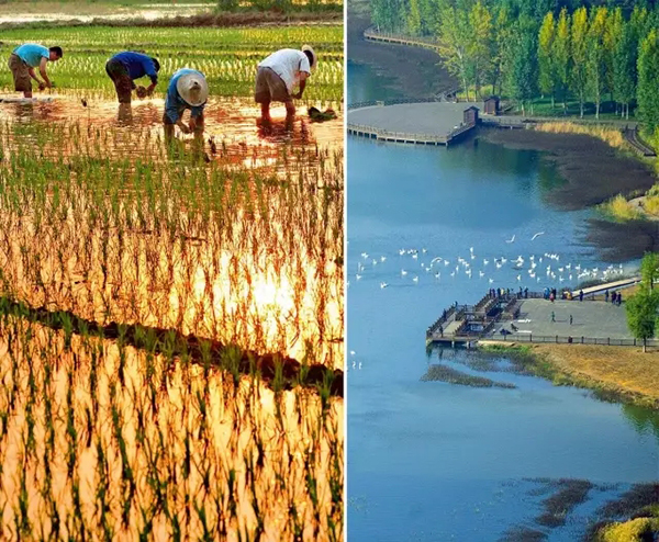 　　左图：黄河支流洛河岸边河南省伊川县城关镇古城村的农民在抢种水稻（2009年6月4日摄）王颂 资料图 　　右图：游客在山西平陆黄河湿地自然保护区观赏大天鹅（2016年10月30日摄）刘文礼 资料图