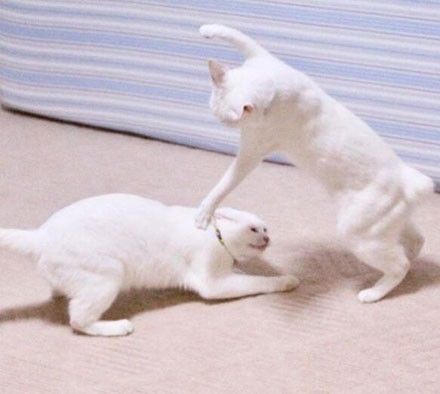 这两只猫平时挺正常的但一到打架时间之后哈哈疯了疯了