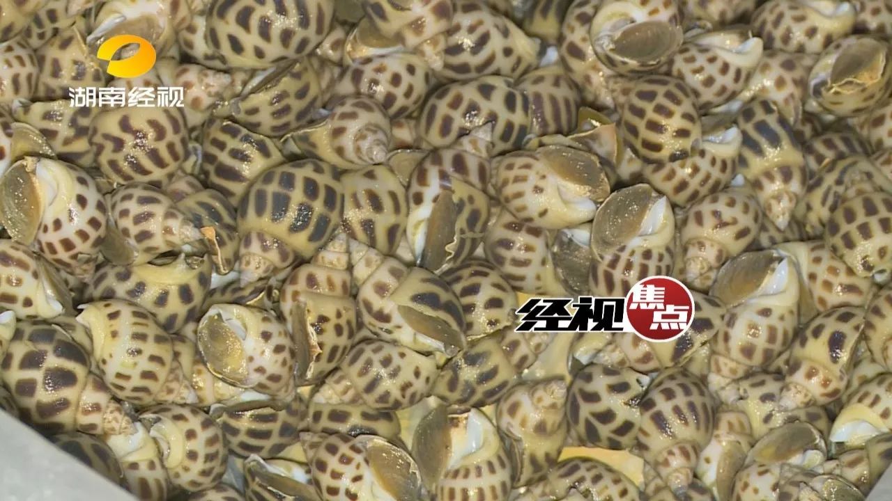 越南花螺涉滥用抗生素,长沙食药监凌晨拦截