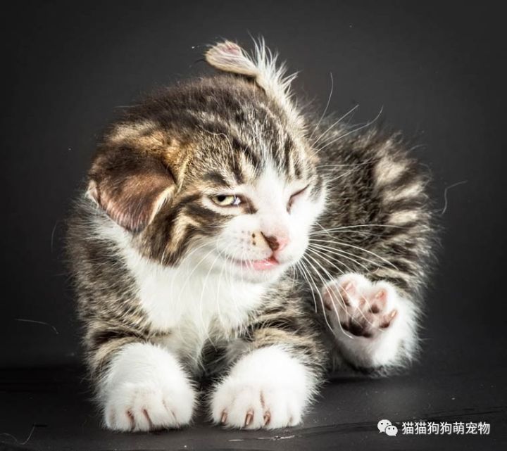 甩头的猫咪们,第三张不忍直视