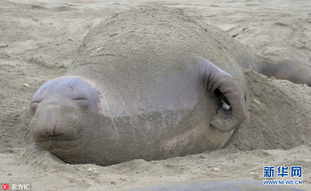 小动物挠痒痒趣图合集奇痒难耐各种奇葩姿势一览图