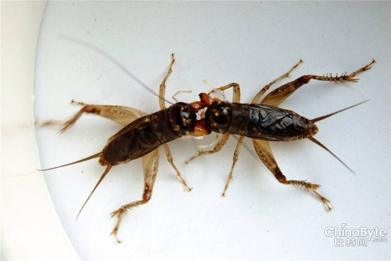 山东现天价蛐蛐蛐蛐学名叫蟋蟀,又叫夜鸣虫,将军虫,促织等等.