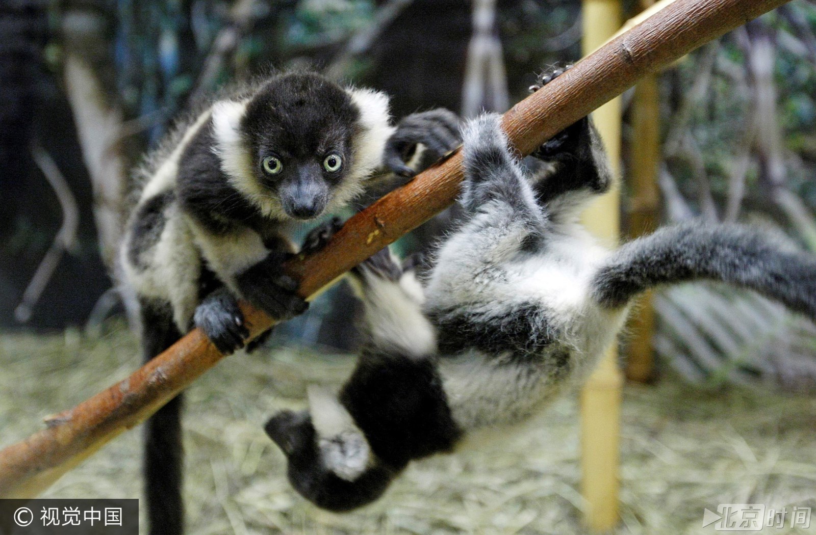 乌克兰狐猴双胞胎首次亮相 大眼呆萌动作表情神同步