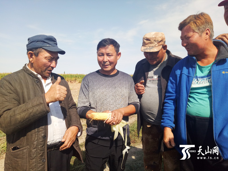 富蕴县杜热镇乌扎合特村村民:给工作队种的玉米点个赞