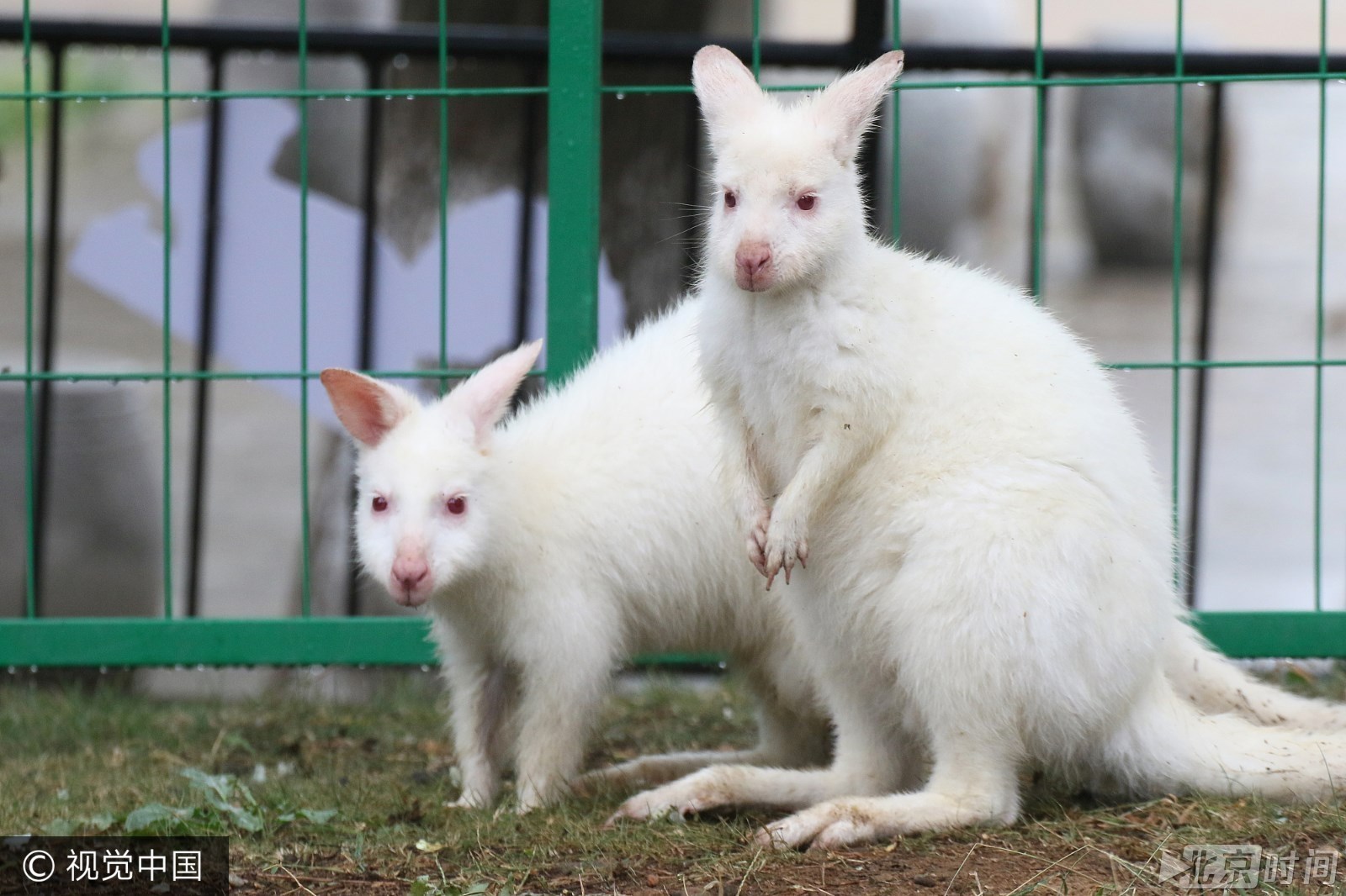 濒危白袋鼠亮相山东烟台全世界仅剩1000余只