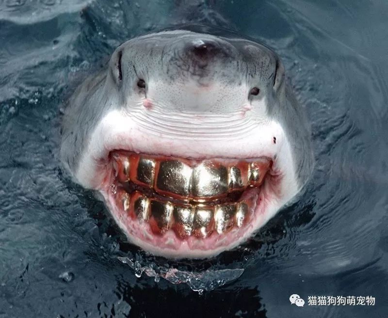 动物们的奇葩照片,就问你怕不怕!