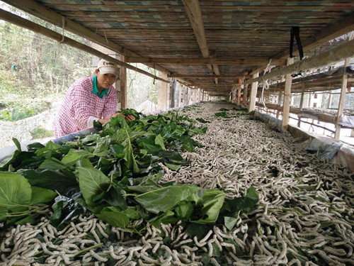 黔江杉岭乡晚秋蚕安全进入五龄期