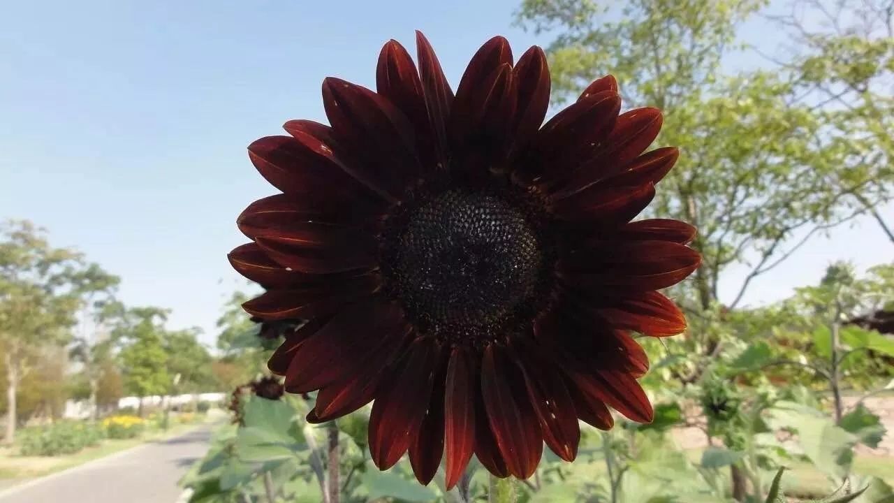 【见过吗】南瓜282斤一只,向日葵是墨黑色的,西瓜只有3厘米……上海