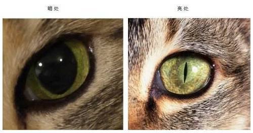 猫不仅瞳孔是竖着的它还是近视远视和色盲
