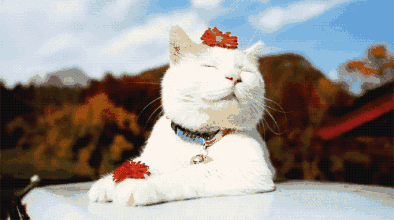 394_220gif 动态图 动图