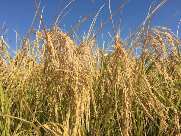 专家详析海水稻:不是用海水浇灌 离产业化还有距离