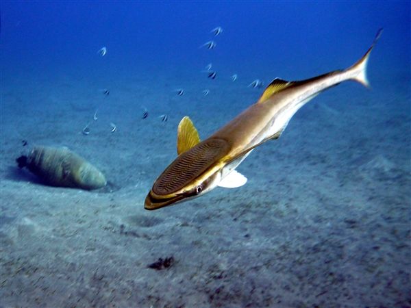 现在最流行的是"吸鱼"