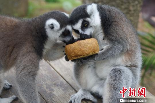 中秋节遇上世界动物日 动物园动物享用月饼大餐