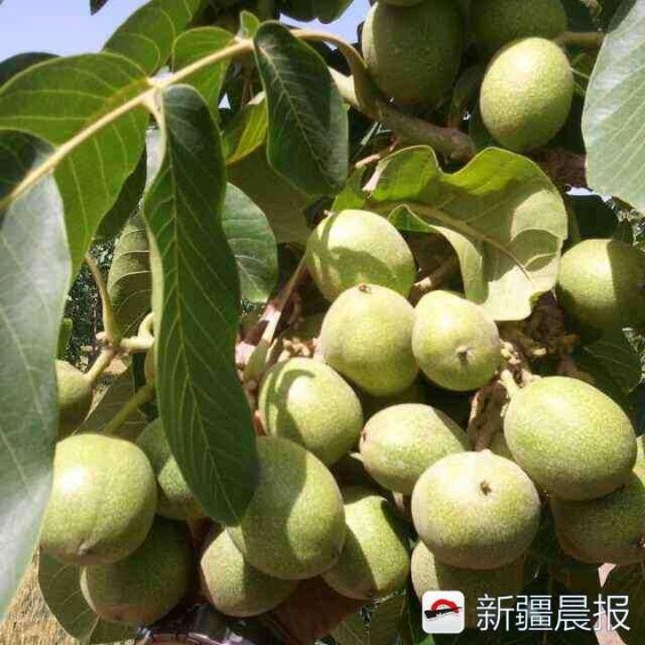 摇钱树上金果累累叶城核桃大丰收