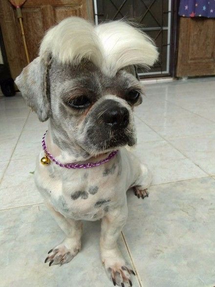 给家里狗狗理了个汉奸头,整个狗生都绝望了!