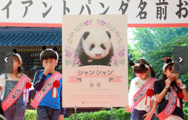 日本上野动物园举行熊猫宝宝香香名字发布会