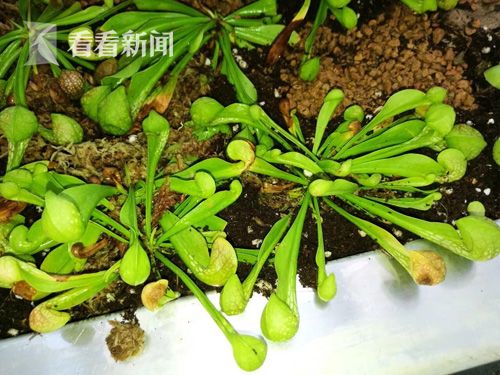 食虫植物千姿百态上海植物园温室 食虫缸 神奇亮相 手机新浪网