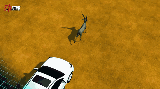 7人驾车追赶藏羚羊被罚10万元真不冤,原因在这里