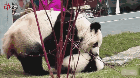 熊猫宝宝花式跌倒合辑,全程高能完全停不下来!