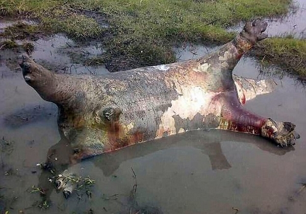 纳米比亚河马大量死亡或因感染炭疽病毒