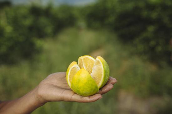 【深度】哀牢山拜会褚时健记