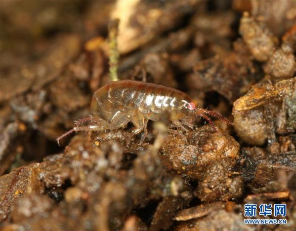 中缅联合科考发现跳钩虾两个新种(组图)