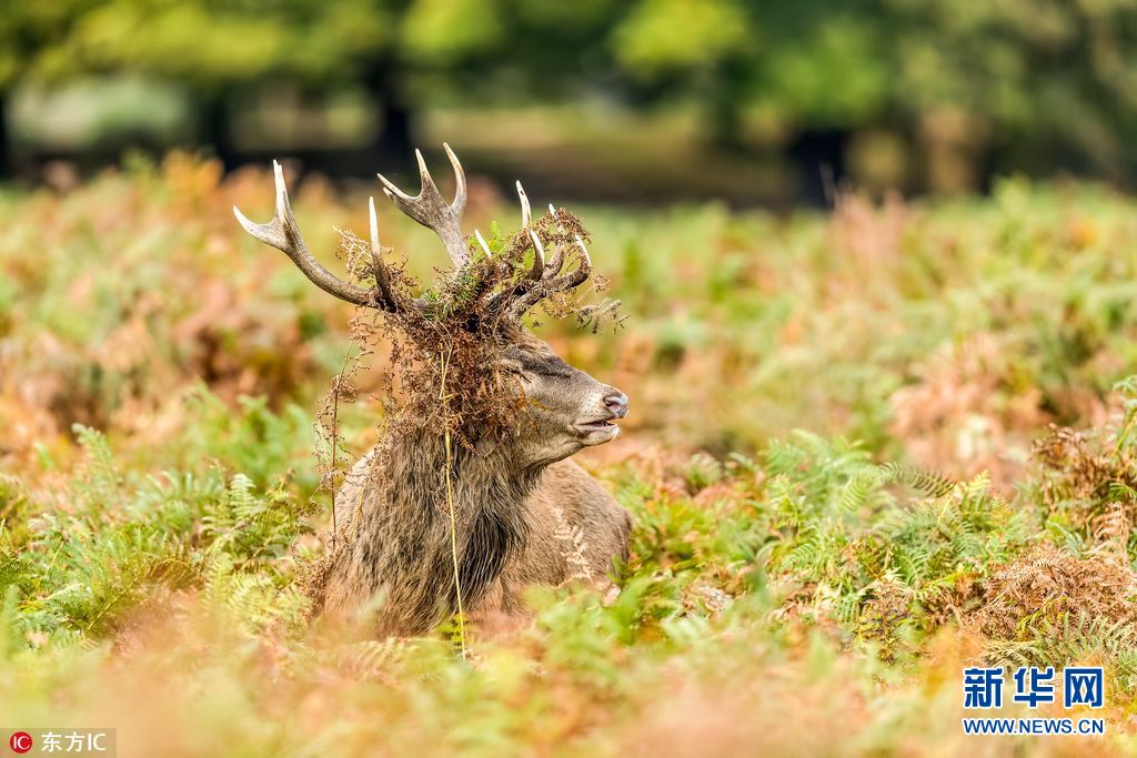 牡鹿戏精上身为求偶把自己整成杀马特