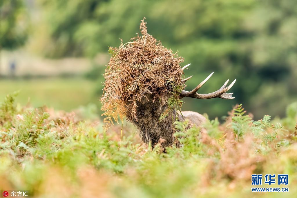 牡鹿戏精上身为求偶把自己整成杀马特