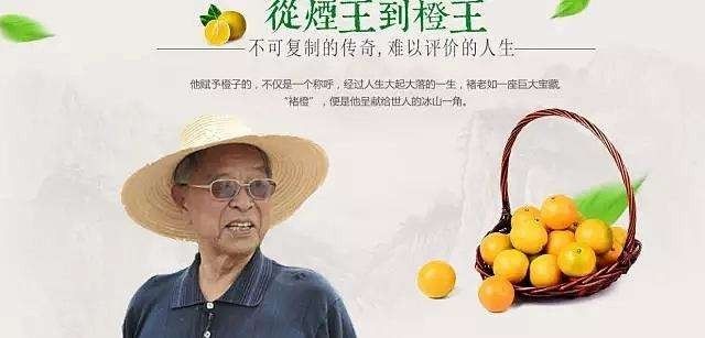 为什么褚橙成功了而柳桃潘苹果却渐行渐远