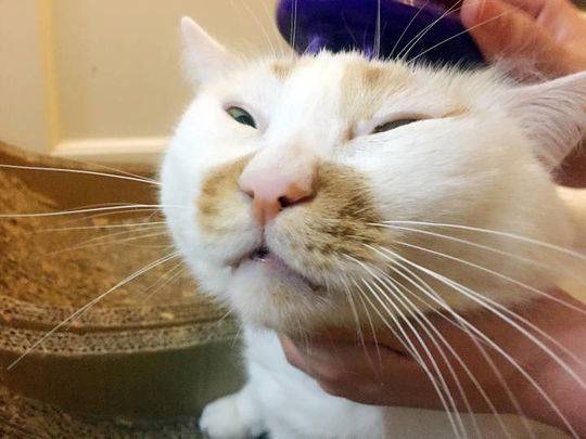 猫界表情包"楼楼"因病去世 曾因洗澡视频走红网络