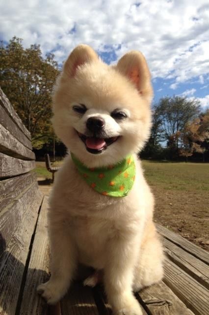 宠物15岁的网红俊介走了谢谢你留下的微笑