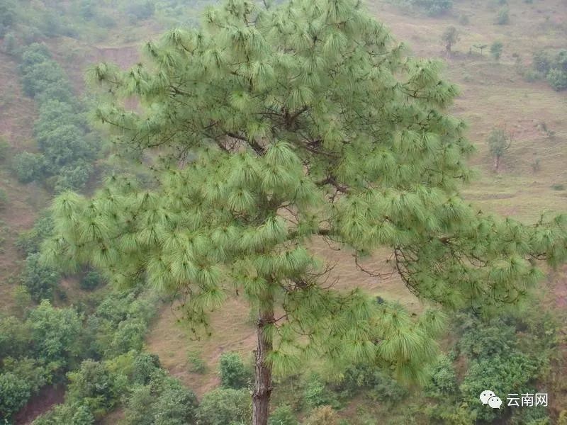 早fun|云南首次摸清地理国情"家底" 山地竟占了近九成!