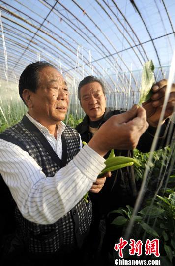 潍坊寿光"菜王"王乐义和他的"蔬菜联合国"