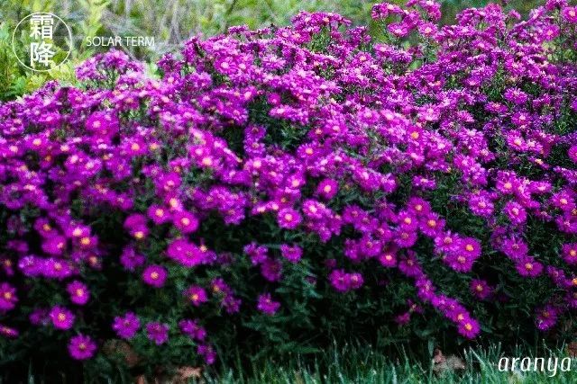 风物志霜降中怒放的荷兰菊