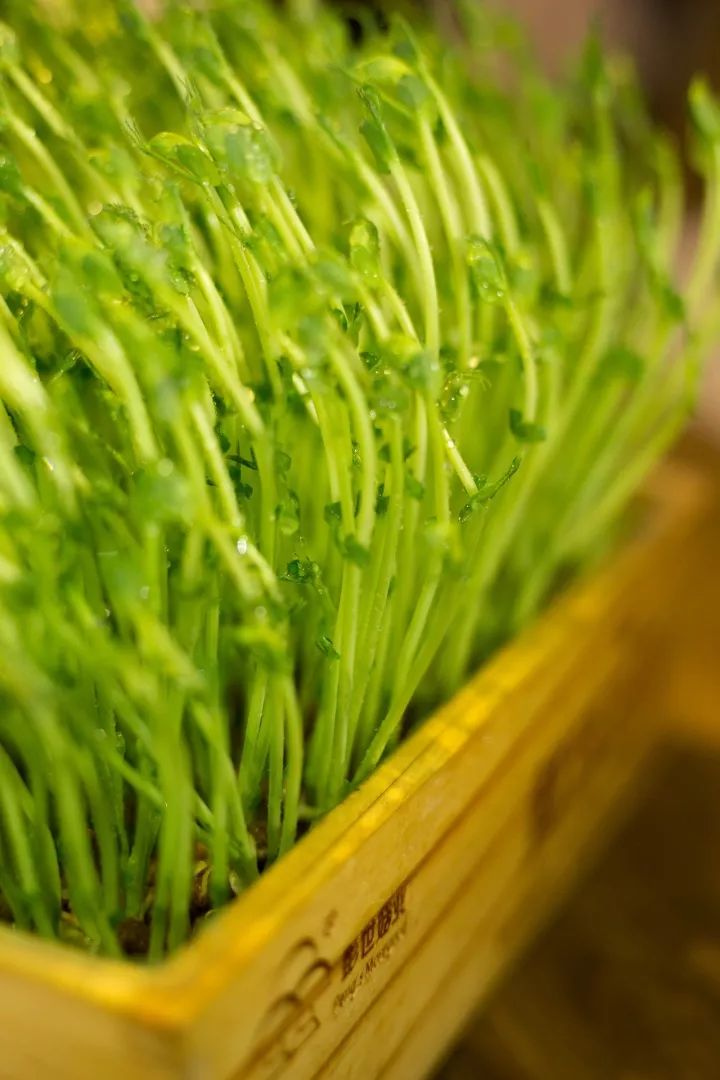 有新意也有心意的一道菜~不容错过. ▽ 活体台湾豌豆苗