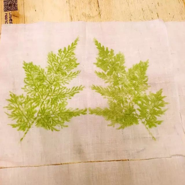 植物拓染留一些花草本真我们一起探寻自然的秘密