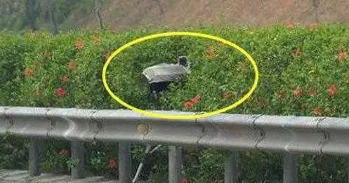 不想被扣分的话，你必须知道“电子警察”长啥样！