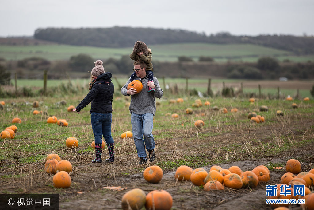 英国民众亲手采摘南瓜迎万圣节 南瓜农场走俏(组图)