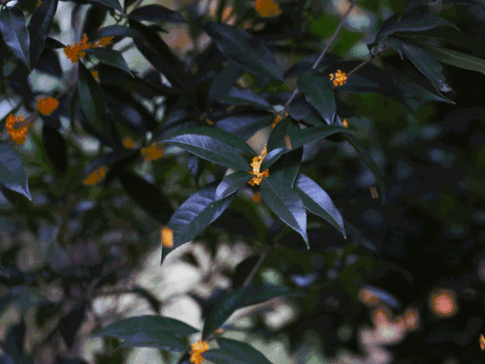 533_400gif 动态图 动图