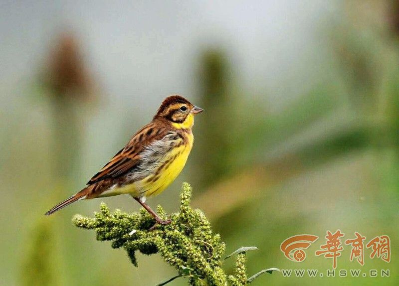 禾花雀,学名为黄胸鹀,又称黄胆,老铁背,体长约15厘米,繁殖于西伯利亚