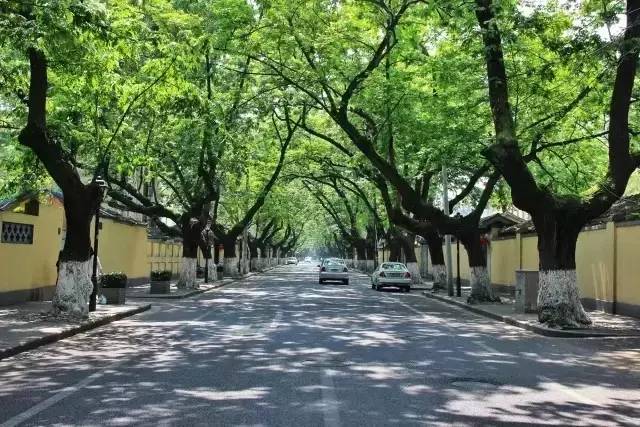 南京最美的10条路,听风吹过的声音~~_手机新浪网