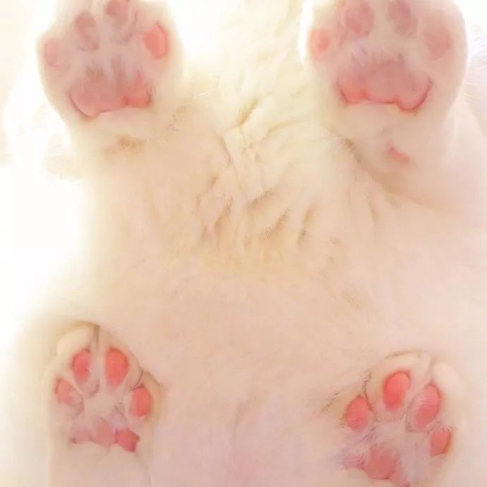 猫咪肉垫不止能卖萌,还有四个非常实用的附加功能!